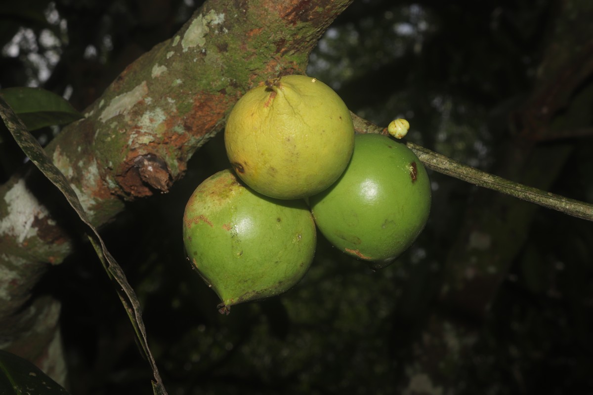 Garcinia xanthochymus Hook.f. ex T.Anderson